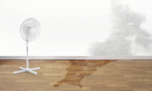 Best Local water damage restoration  in Demorest, GA